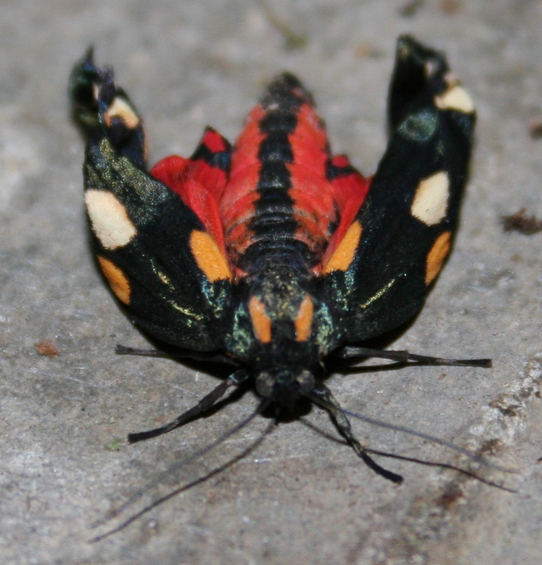 Scarlet tiger moth